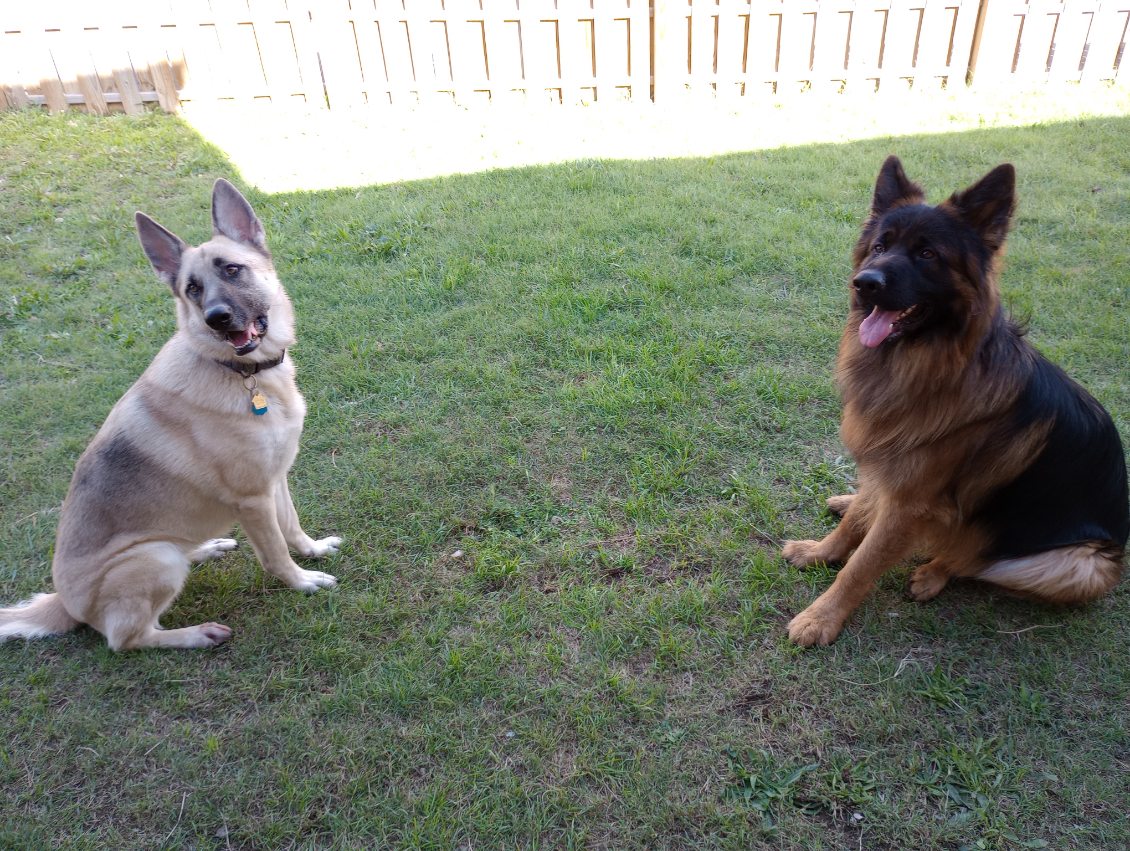 Dogs enjoying the outdoor play yard at Furplus City