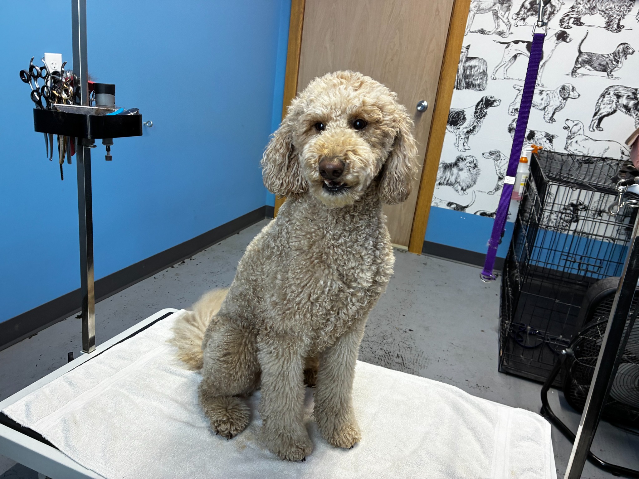 Freshly groomed dog at Furplus City